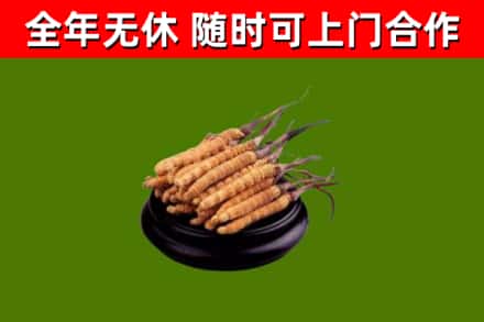 兴安盟回收冬虫夏草